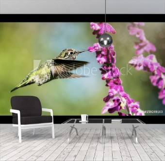 Image de Annas Hummingbird in Flight with Purple Flowers